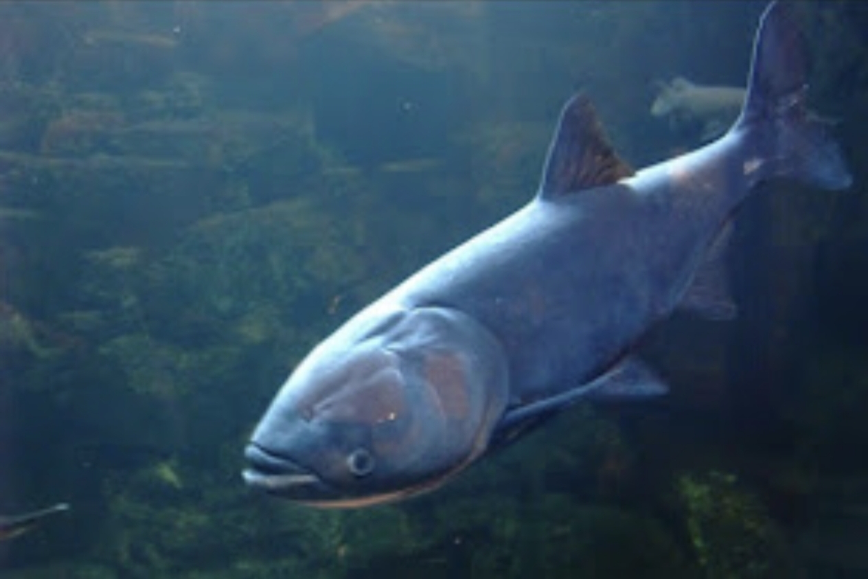 Tostolobik