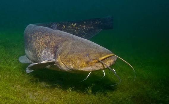 Giant catfish swimming at the bottom of the river for How to Catch Catfish
