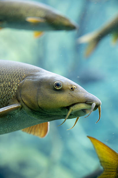 Wild Fast-River Barbel Fishing: Heavy Feeder Gear, Cheese Groundbait, and Rigs