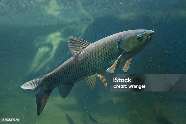Wild Water Grass Carp Fishing: Rigs, Baiting Strategies, and Fighting Tactics