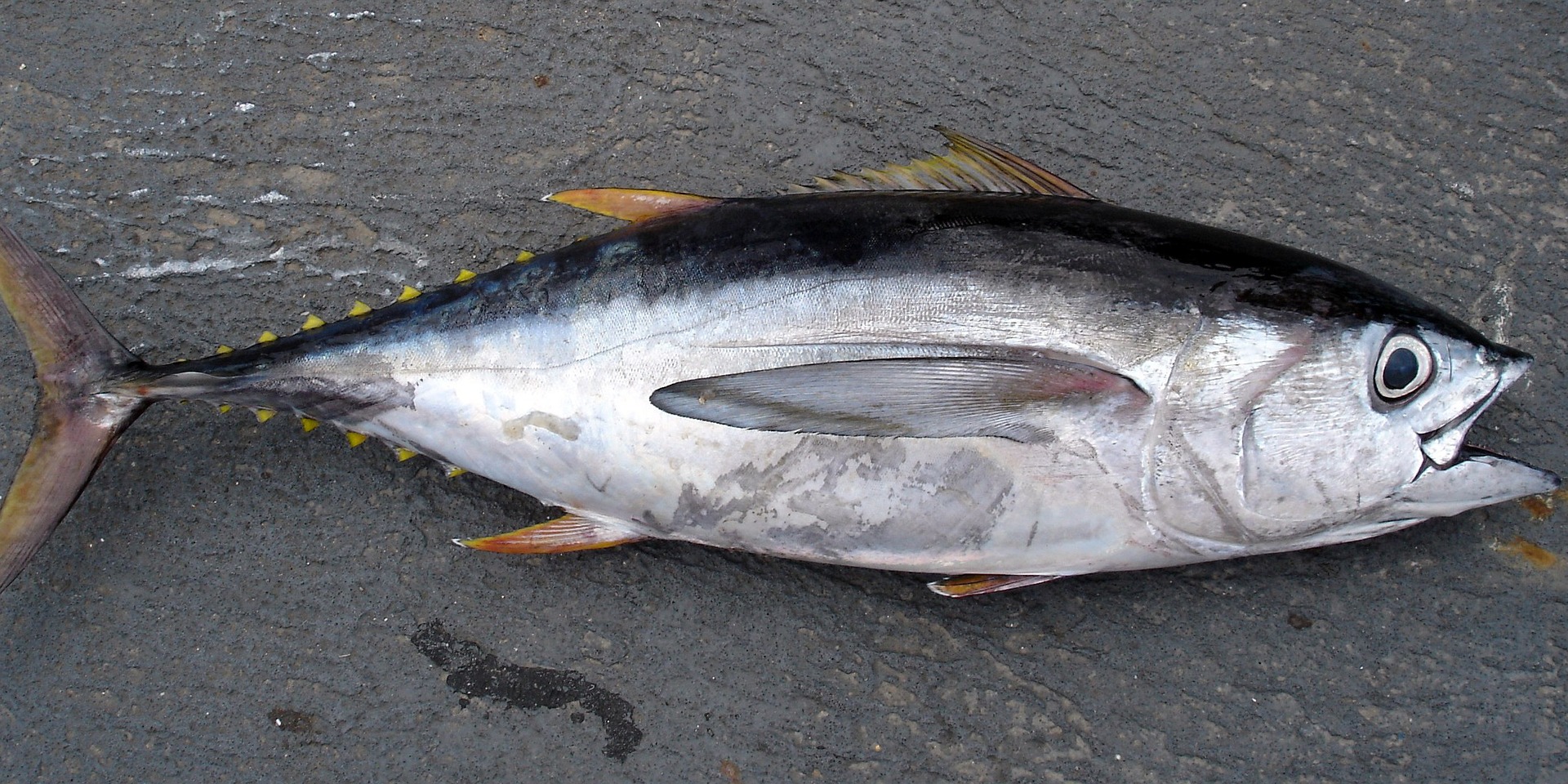 Bluefin Titans: The Ultimate Guide to Catching Monster Tuna in the Adriatic