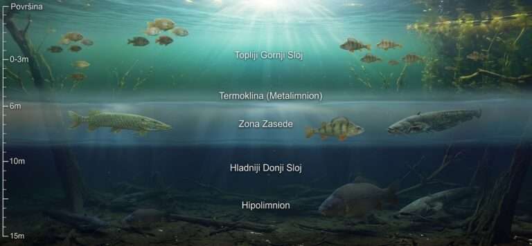 Infolgrafička ilustracija koja prikazuje termalne i kiseonične uslove za ribe koje žive u različitim zonama rečnog i jezerskog sistema.Riba